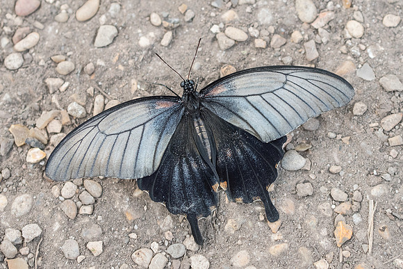 Papilio mennon