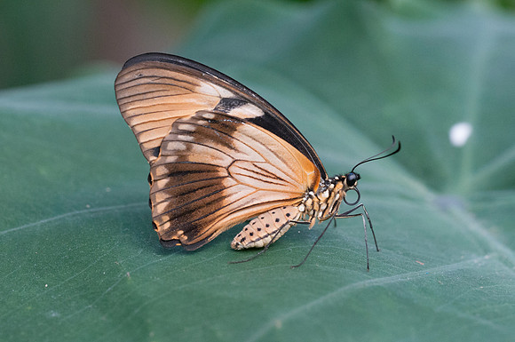 Papilio dardanus