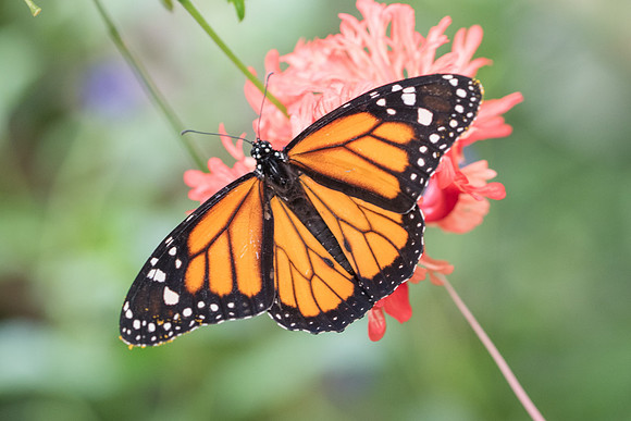 Danaus plexippus