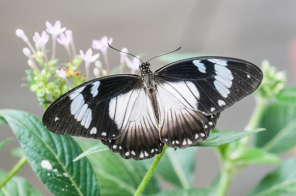 Papilio dardanus f hippocoon (femelle)