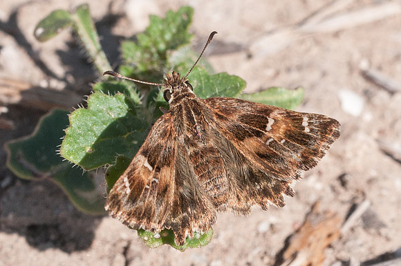 Carcharodus flocciferus Sardaigne 15/07/14