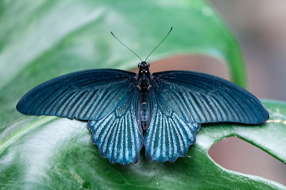 Papilio memnon