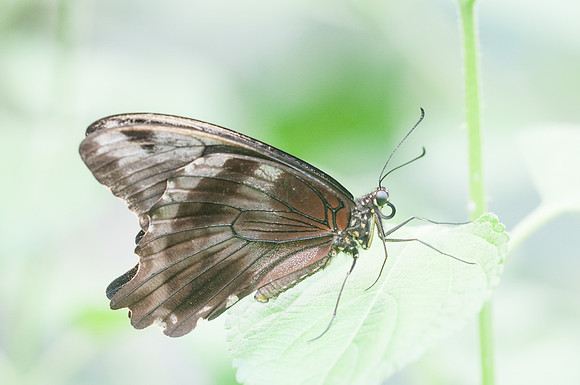 Papilio nireus