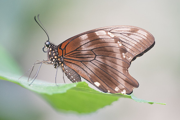 Papilio nireus