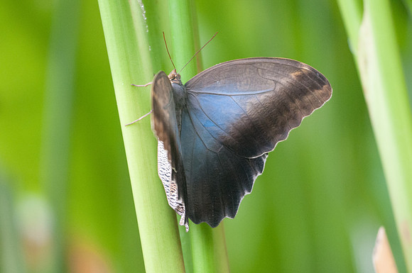 caligo eurilochus
