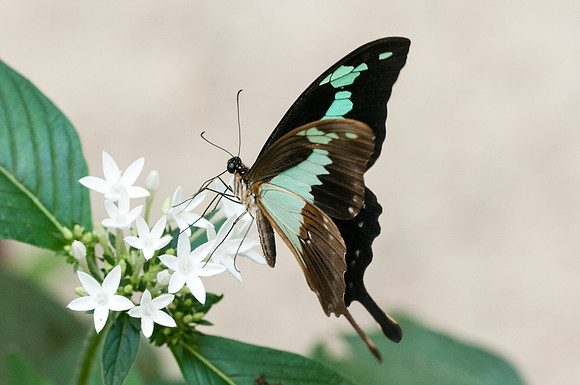 Papilio phorcas