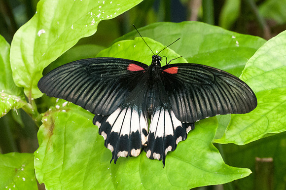 Papilio memnon
