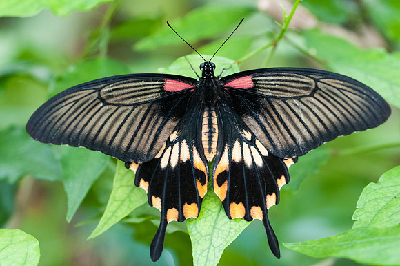Papilio memnon