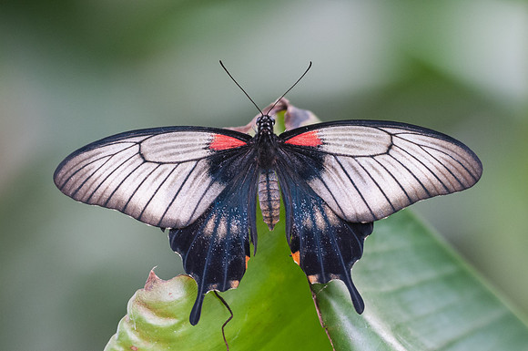Papilio memnon