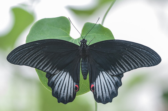 Papilio rumanzovia
