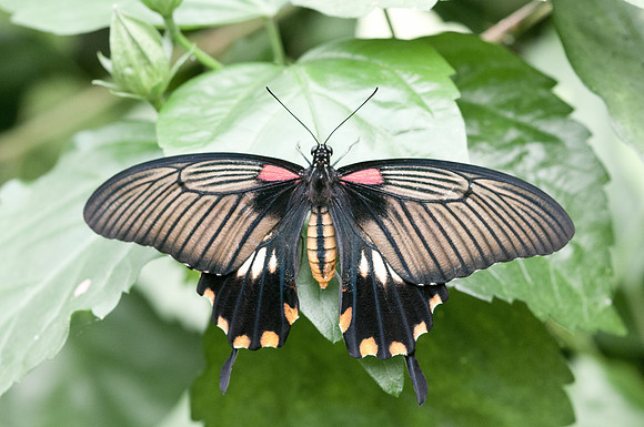 Papilio memnon