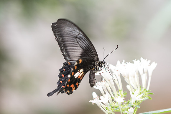 Papilio polytes