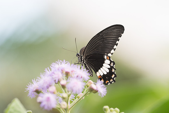Papilio polytes