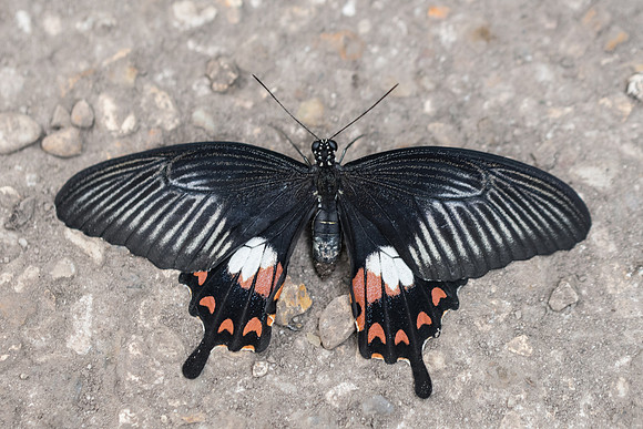 Papilio polytes