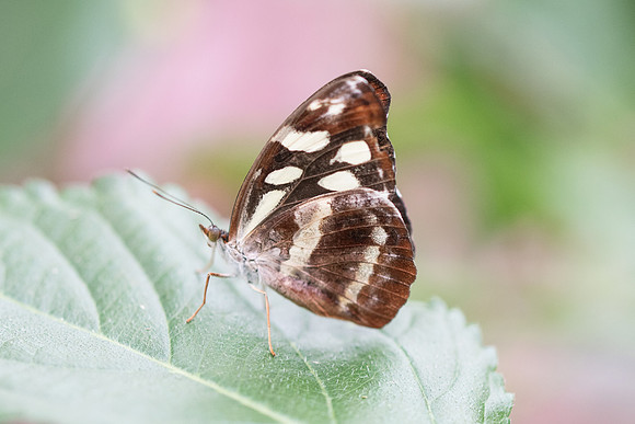 Catonephele acontius ♀