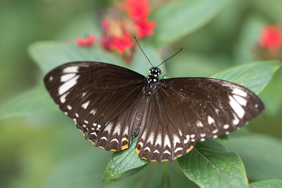 Papilio clythia palephates