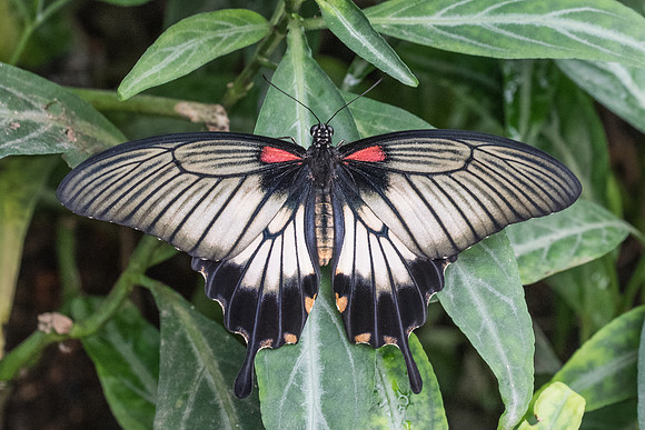 Papilio memnon