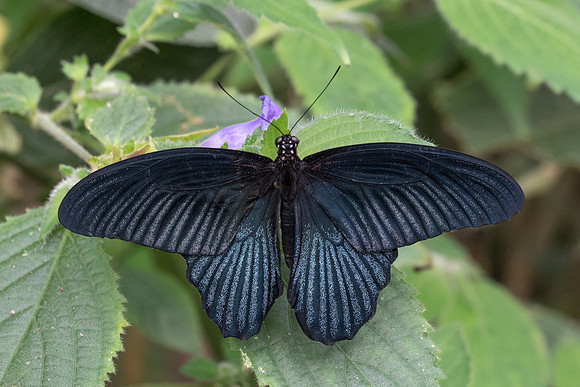 Papilio memnon agenor