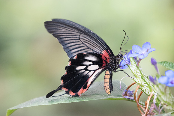 Papilio memnon