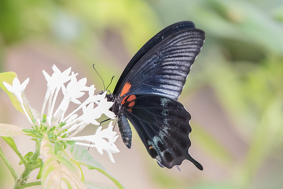 Papilio memnon