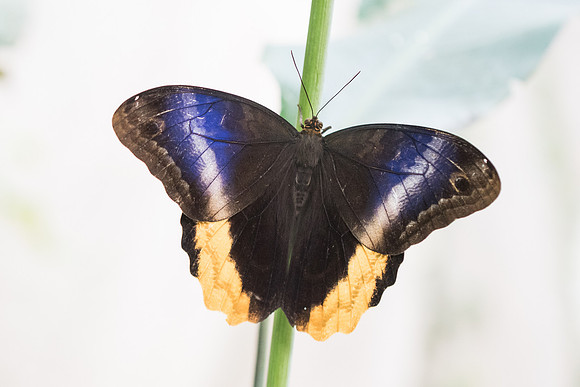 Caligo uranus