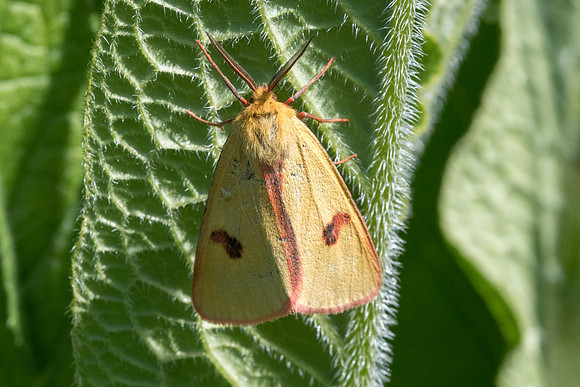Diacrisia sannio - Orly sur Morin - 16/05/20