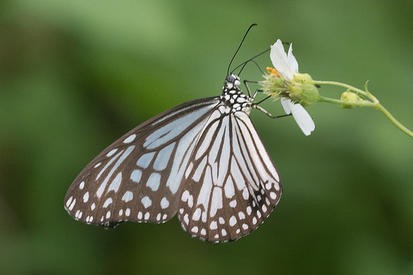 Parantica aglea melanoides-4010 - Krabi - 22/11/23