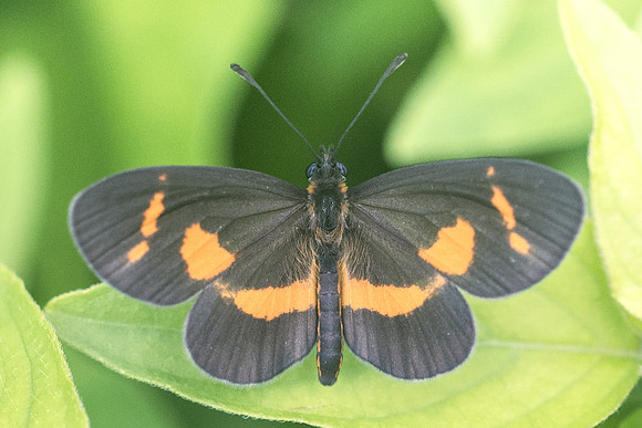 Microtia elva-1843