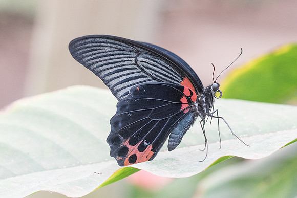 Papilio memnon