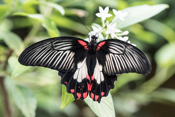Papilio memnon agenor