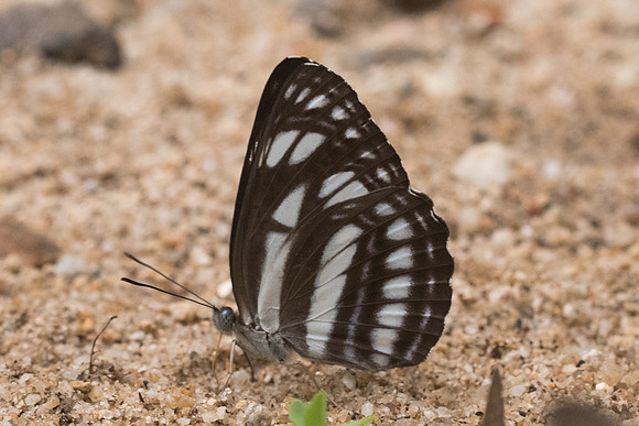 Neptis magadha magadha-4399- Chiang Dao  - 12/03/23