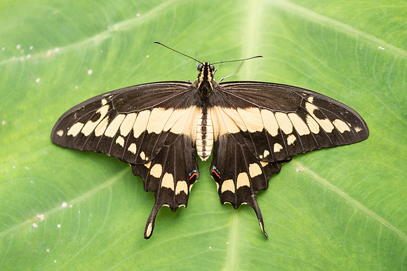 Heraclides cresphontes
