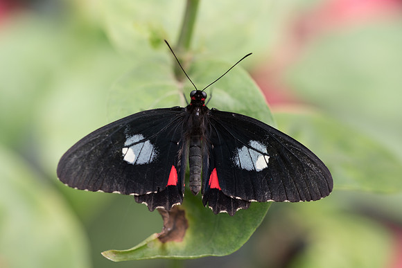 Parides iphidamas