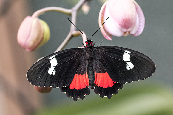 Parides iphidamas