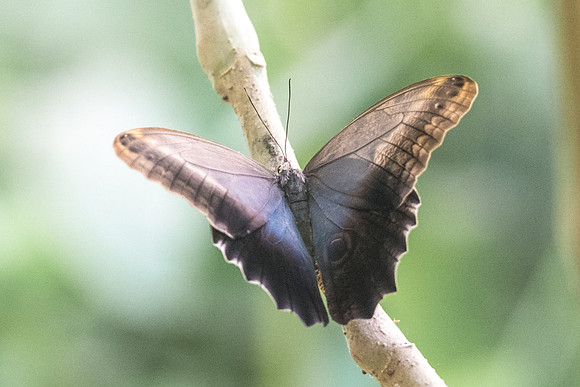 caligo eurilochus-