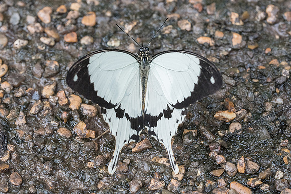 papilio dardanus meriones
