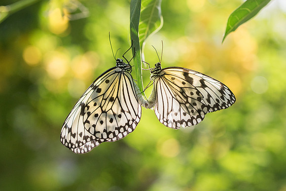 Idea leuconoe