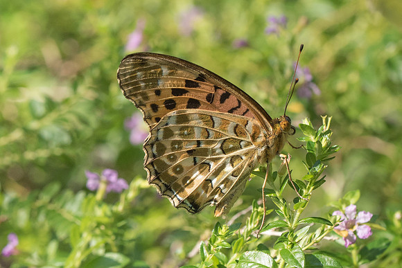 Argynnis hyperbius - Tokyo 27/11/18