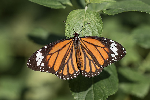 Danaus genutia - Tokyo 27/11/22