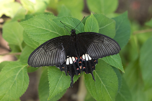 Papilio polytes