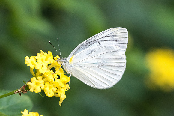 Pieris melete 27/11/18