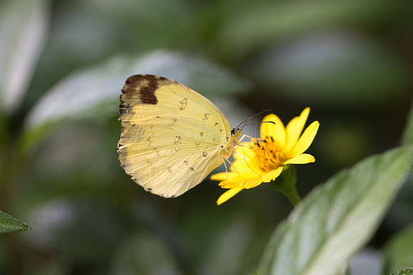 Eurema blanda