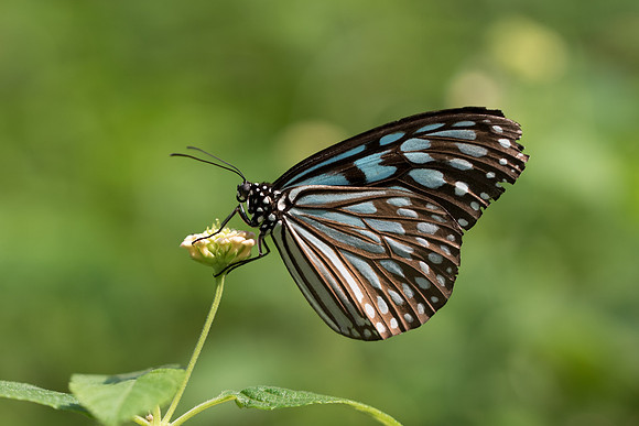 ideopsis similis