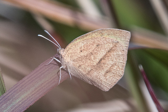 Eurema laeta - 24/11/18