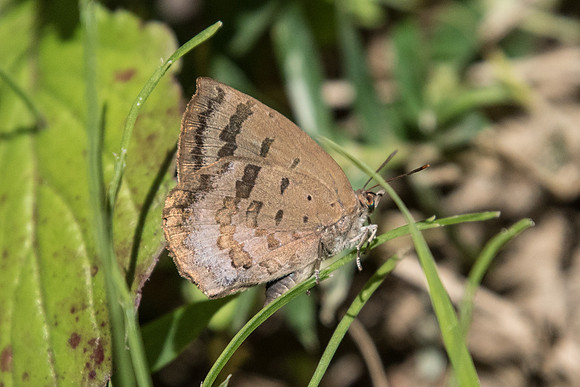Arhopala japonica - Okayama - 24/11/18