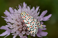 Utetheisa pulchella-8692