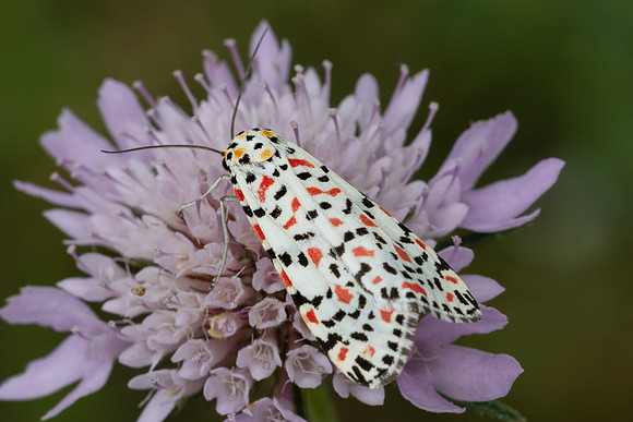 Utetheisa pulchella-8692