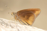Ancistroides nigrita-1943 - Chiang Dao - 19/03/25