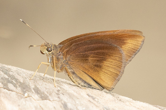 Ancistroides nigrita-1943 - Chiang Dao - 19/03/25