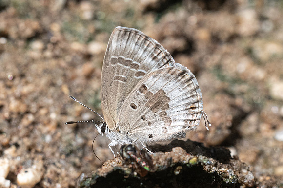 Luthrodes pandava aberr-2898 - Chiang Dao - 15/11/23